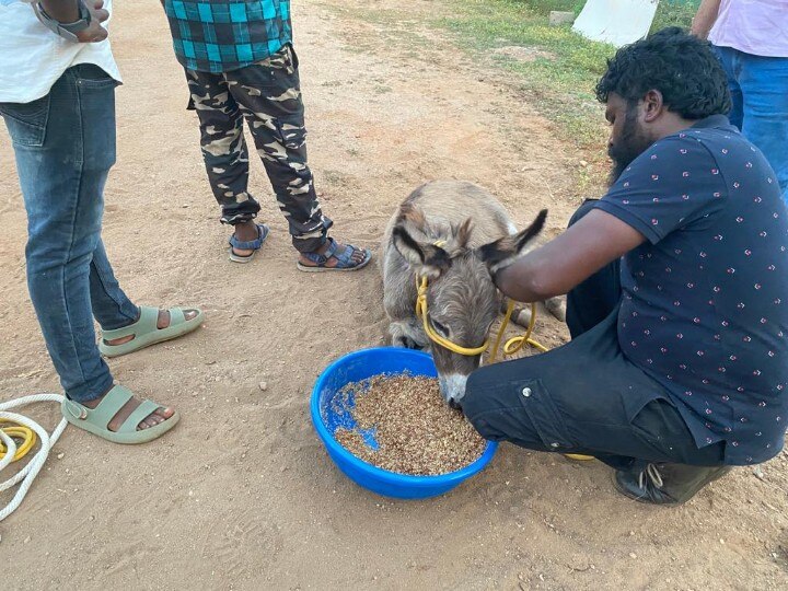 ஒட்டகப்பால் டீ விற்ற நிறுவனம் மீது நடவடிக்கை: விலங்குகளை பறிமுதல் செய்த அதிகாரிகள்