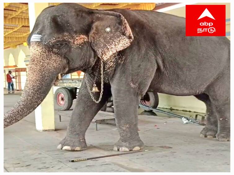 Mayiladuthurai District Forest officer Team inspector Mayuranathar Temple elephant TNN மாயூரநாதர் கோயில் யானை பராமரிப்பு குறித்து வனத்துறையினர் ஆய்வு