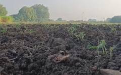 रब्बी पिकं धोक्यात, पाण्याच्या कमतरतेमुळं बळीराजा चिंतेत