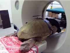 जब इतिहास में पहली बार एक जानवर ने कराया सीटी स्कैन, जानिए रिपोर्ट में क्या आया था