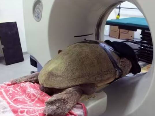 ਤੁਸੀਂ ਅਕਸਰ ਸੁਣਿਆ ਹੋਵੇਗਾ ਕਿ ਸਿਟੀ ਸਕੈਨਿੰਗ ਇਨਸਾਨਾਂ ਦੀ ਹੀ ਹੁੰਦੀ ਹੈ। ਪਰ ਤੁਹਾਨੂੰ ਇਹ ਜਾਣ ਕੇ ਹੈਰਾਨੀ ਹੋਵੇਗੀ ਕਿ ਜਦੋਂ ਦੁਨੀਆ ਵਿੱਚ ਪਹਿਲੀ ਵਾਰ ਕਿਸੇ ਜਾਨਵਰ ਦਾ ਸੀਟੀ ਸਕੈਨ ਕੀਤਾ ਗਿਆ ਸੀ ਤਾਂ ਰਿਪੋਰਟ ਵਿੱਚ ਇਸ ਗੱਲ ਦਾ ਜ਼ਿਕਰ ਕੀਤਾ ਗਿਆ ਸੀ।