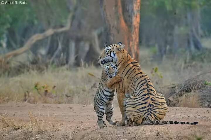 Chandrapur Maya Tiger Many celebrity tigers in the state suddenly disappeared Possibility of death from experts Tiger:  राज्यातील अनेक सेलिब्रिटी वाघ अचानक बेपत्ता, तज्ज्ञांकडून घातपाताची शक्यता