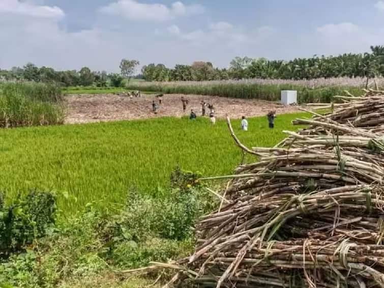 Sugarcane Farmers Agitation marathawada sugar cane farmers demand 3500 rs for sugarcane Sugarcane Farmers Agitation :  मराठवाड्यातील शेतकऱ्यांचा ऊस दरवाढीसाठी एल्गार; पहिला हप्ता 3500 रुपयांचा देण्याची मागणी