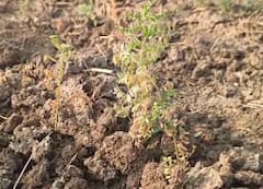 रब्बी पिकं धोक्यात, पाण्याच्या कमतरतेमुळं बळीराजा चिंतेत