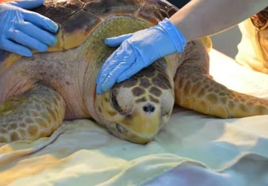 ਜਿਸ ਜਾਨਵਰ ਦਾ ਪਹਿਲੀ ਵਾਰ ਸਿਟੀ ਸਕੈਨ ਕੀਤਾ ਗਿਆ, ਉਹ ਕੋਈ ਹੋਰ ਜੀਵ ਨਹੀਂ ਸਗੋਂ ਕਛੂਆ ਸੀ। ਅਜਿਹਾ ਕੁਝ ਦਿਨ ਪਹਿਲਾਂ ਹੀ ਹੋਇਆ ਸੀ।