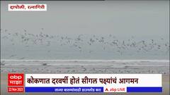 Ratnagiri Segal Bird : कोकणात दापोली तालुक्यातील समुद्र किनाऱ्यावर सिगल पक्षांचे थवे