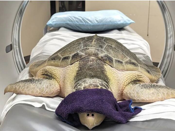 डॉक्टरों ने जब इसे वापिस समु्द्र में छोड़ने का सोचा तो म्यूजियम के कुछ लोगों का मानना था कि अगर ये कछुआ पूरी तरह से ठीक नहीं हुआ होगा तो खुले समुद्र में जाते ही इसकी तबियत और बिगड़ जाएगी.