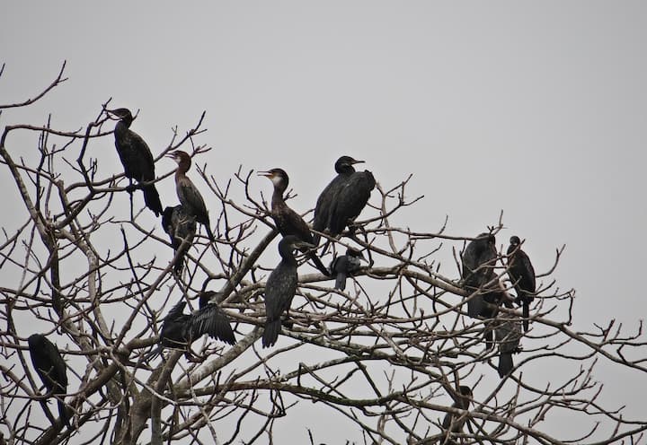 আবহাওয়া দফতর জানিয়েছে, আগামী কয়েকদিন শীতের আমেজ বাড়বে। পশ্চিমাঞ্চলের জেলাগুলিতে ১৫ ডিগ্রিতে নামবে পারদ।