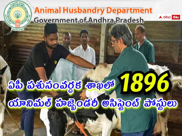 Govt Jobs In Andhra Pradesh Applications are invited for the recruitment of 1896 Animal Husbandry Assistant Posts in AP Animal Husbandry Subordinate Services latest telugu news updates Recruitment Notification In Andhra Pradesh: ఏపీ పశుసంవర్ధక శాఖలో 1896 ఏహెచ్ఏ ఉద్యోగాలు, ఎంపికైతే రూ.72,810 వరకు జీతం