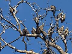 Jim Corbett Park से गिद्धों को लेकर आई इस खबर से दुनिया हैरान, प्रशासन हुआ एक्टिव