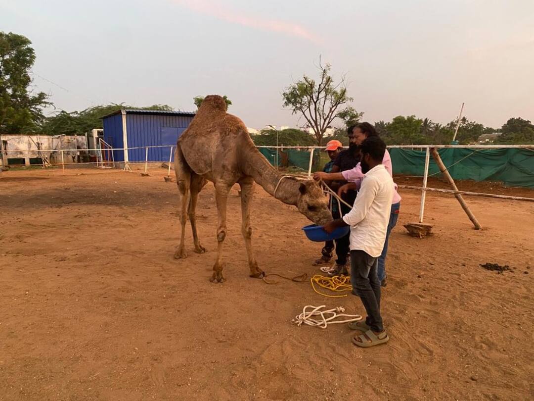 Officials confiscate the animals of the company that sold camel tea in coimbatore ஒட்டகப்பால் டீ விற்ற நிறுவனம் மீது நடவடிக்கை: விலங்குகளை பறிமுதல் செய்த அதிகாரிகள்