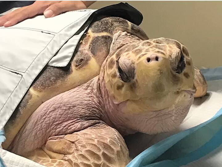 यही वजह थी कि कुक म्यूजियम ऑफ नेचुरल साइंस के लोग इसे हॉस्पिटल ले गए और वहां इसका सीटी स्कैन कराया. डॉक्टरों ने जांच में पाया कि कछुआ कई गंभीर स्वास्थ समस्याओं से जूझ रहा था.