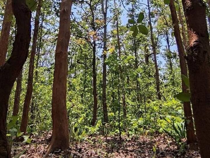 Bastar Illegal Cutting of Precious Trees Forest Department Officers ...