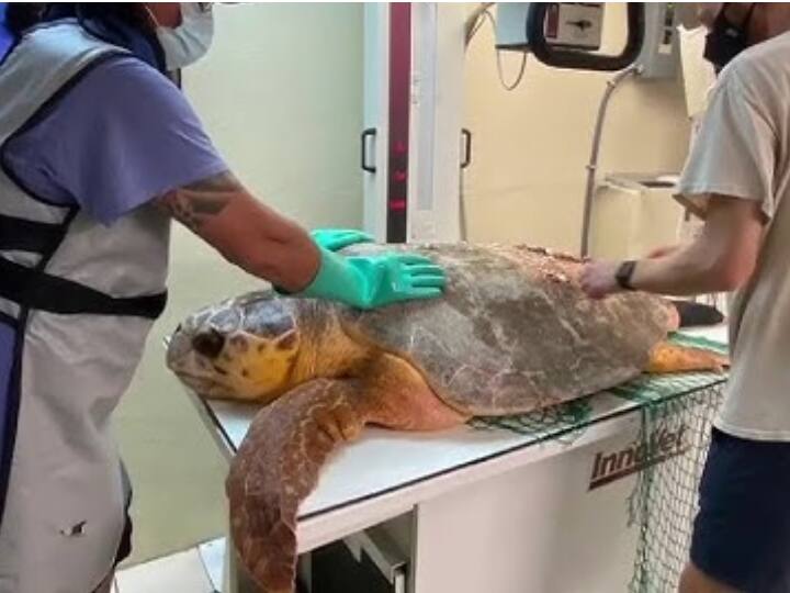 ये कछुआ कुक म्यूजियम ऑफ नेचुरल साइंस में साल 2019 से रह रहा था. दरअसल, कुछ वर्षों पहले ये मछली पकड़ने वाले कांटे में फंस कर बुरी तरह जख्मी हो गया था और तब से यहीं रह रहा था.