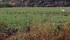 रब्बी पिकं धोक्यात, पाण्याच्या कमतरतेमुळं बळीराजा चिंतेत