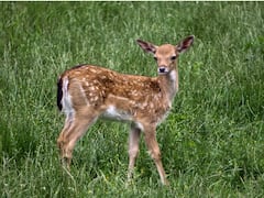 कुत्ता भौंकता है… क्या कभी हिरण को भौंकते हुए सुना है? जानिए ऐसा कब होता है