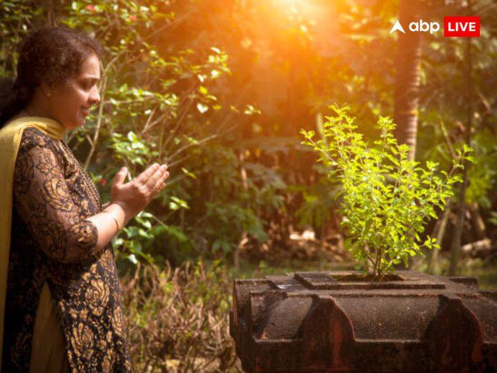 तुलसी माता का ध्यान मंत्र - तुलसी श्रीर्महालक्ष्मीर्विद्याविद्या यशस्विनी। धर्म्या धर्मानना देवी देवीदेवमन: प्रिया।। लभते सुतरां भक्तिमन्ते विष्णुपदं लभेत्। तुलसी भूर्महालक्ष्मी: पद्मिनी श्रीर्हरप्रिया।।