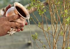 Good Morning Tips : સવારે ઉઠીને તુલસીને જળ આપવાનું છે મહત્વ, બનાવો તેને નિત્યક્રમ