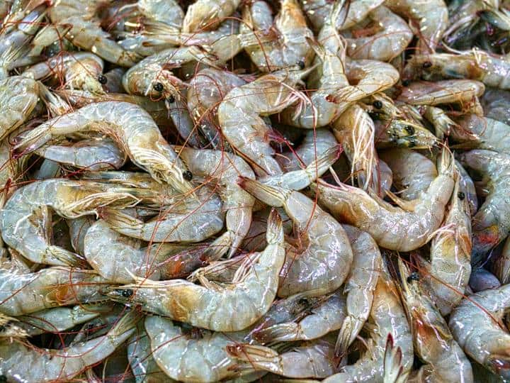 Prawns Farming: आजकल हर कोई मालामाल होना चाहता है. किसान भाई अच्छी कमाई करने के लिए झींगे की खेती कर सकते हैं. जिससे वह तगड़ा प्रॉफिट कर प्राप्त कर सकते हैं.