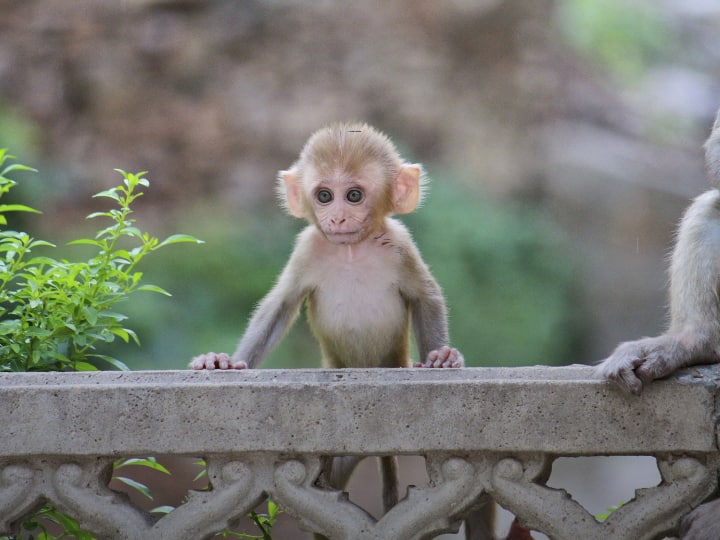 एक ऐसा देश है, जहां शानदार बुफे फेस्टिवल का आयोजन किया जाता है, लेकिन उस इवेंट में किसी इंसान को इनवाइट नहीं किया जाता है. बता दें यह भारत में नहीं हो रहा है.