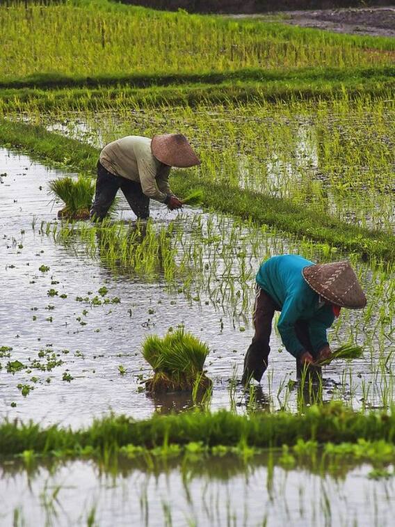 ये हैं सबसे ज्यादा कमाई देने वाली 5 फसलें!