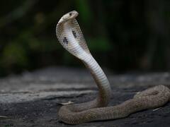 सांप की जीभ दो नोंक वाली ही क्यों होती है? जानिए खासियत