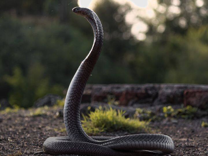 अधिक दिलचस्प बात यह है कि कुछ साँपों की जीभ बिल्कुल काली होती है. जो अक्सर कम दिखाई देते हैं. सांपों की सामान्य जीभ नहीं होती. वे 