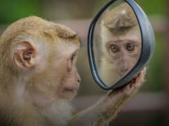 इस देश में होने वाला है शानदार बुफे फेस्टिवल, सिर्फ बंदरों को मिला इनविटेशन