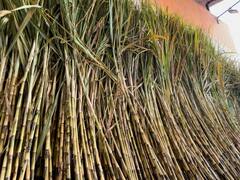 Chhattisgarh News: एकादशी त्योहार पर रायपुर बाजार में छाई रौनक, बिक रहे लाल और सफेद गन्ने, देखें तस्वीरें