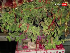 Tulsi Upay: तुलसी के पत्ते के साथ जड़ भी है बहुत उपयोगी, इन उपायों से दूर होगा दुर्भाग्य