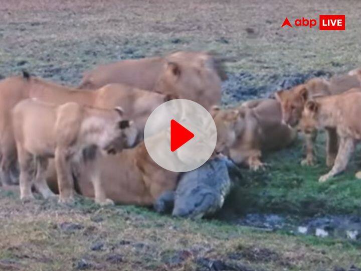 VIDEO Lions made the giant crocodile their prey watch viral video VIDEO: शेरों ने विशालकाय मगरमच्छ को बनाया अपना शिकार, मिनटों में कर दिया काम तमाम, देखें वीडियो