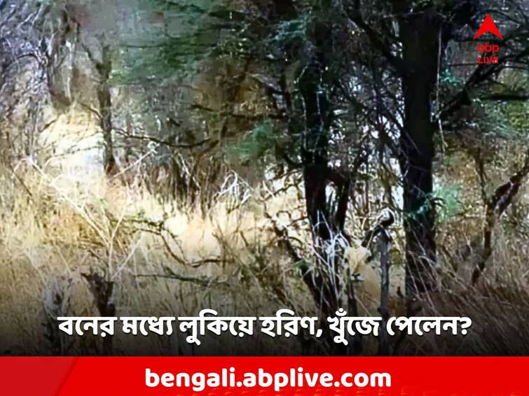 Viral Video Optical Image Optical Illusion Deer photo how to find Viral News: জঙ্গলের মধ্যে থেকে একটি হরিণ আপনার দিকে তাকিয়ে রয়েছে, খুঁজে পেলেন?