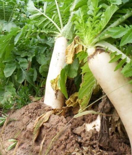 ਇਹੀ ਕਾਰਨ ਹੈ ਕਿ ਠੰਡੇ ਮੌਸਮ 'ਚ ਮੂਲੀ ਖਾਣਾ ਫਾਇਦੇਮੰਦ ਮੰਨਿਆ ਜਾਂਦਾ ਹੈ। ਇਸ ਦੇ ਸੇਵਨ ਨਾਲ ਅਨੀਮੀਆ ਨੂੰ ਠੀਕ ਕੀਤਾ ਜਾ ਸਕਦਾ ਹੈ ਅਤੇ ਭਾਰ ਵੀ ਕੰਟਰੋਲ ਕੀਤਾ ਜਾਂਦਾ ਹੈ।