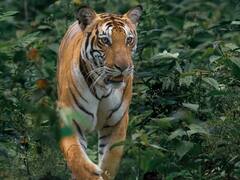 कॉर्बेट पार्क के ढिकाला जोन में बाघ ने किया मजदूर पर हमला, पकड़कर भेजा गया रेस्क्यू सेंटर