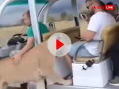 Viral Video: जंगल सफारी के दौरान दिखा खौफनाक नजारा, अचानक पर्यटकों की गाड़ी में चढ़ गई शेरनी, फिर जो हुआ...