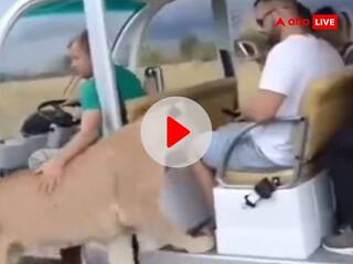Viral Video: जंगल सफारी के दौरान दिखा खौफनाक नजारा, अचानक पर्यटकों की गाड़ी में चढ़ गई शेरनी, फिर जो हुआ...