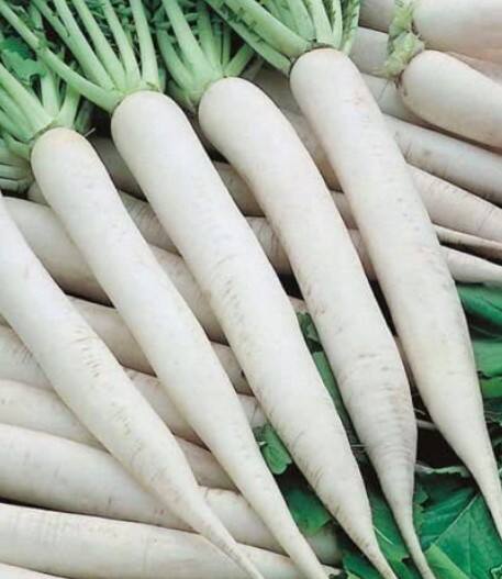 ਮਾਹਿਰਾਂ ਅਨੁਸਾਰ ਮੂਲੀ ਦਾ ਸੇਵਨ ਕਦੇ ਵੀ ਖਾਲੀ ਪੇਟ ਨਹੀਂ ਕਰਨਾ ਚਾਹੀਦਾ। ਰਾਤ ਨੂੰ ਵੀ ਮੂਲੀ ਖਾਣ ਤੋਂ ਪਰਹੇਜ਼ ਕਰਨਾ ਚਾਹੀਦਾ ਹੈ। ਜੇਕਰ ਤੁਸੀਂ ਮੂਲੀ ਦਾ ਬਿਹਤਰ ਫਾਇਦਾ ਉਠਾਉਣਾ ਚਾਹੁੰਦੇ ਹੋ ਤਾਂ ਤੁਹਾਨੂੰ ਇਸ ਦਾ ਸੇਵਨ ਹਮੇਸ਼ਾ ਸਰਦੀਆਂ 'ਚ ਹੀ ਕਰਨਾ ਚਾਹੀਦਾ ਹੈ।