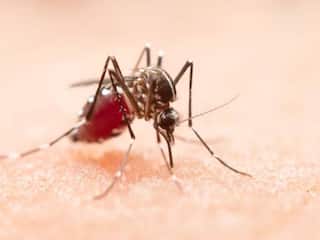 बांग्लादेश में भी काफी मामले सामने आ रहे हैं... सर्दियों में क्यों हो रहा डेंगू?