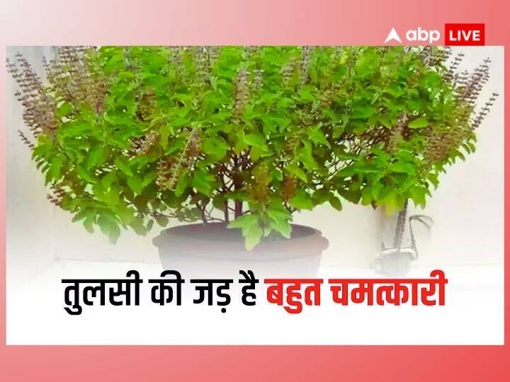 Tulsi Upay: सनातन धर्म को मानने वाले सभी घरों में तुलसी पौधा होता है और इसकी पूजा की जाती है. तुलसी को मां लक्ष्मी का रूप माना जाता है, जिस घर पर तुलसी पूजन होता है, वहां सुख समृद्धि का वास होता है.