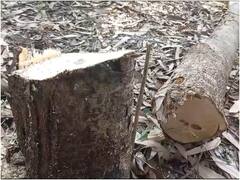 Ambikapur: हरे-भरे नीलगिरी के पेड़ों की कटाई से अंबिकापुर में मचा बवाल, अब सामने आई यह सच्चाई