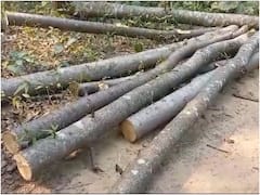 Ambikapur: हरे-भरे नीलगिरी के पेड़ों की कटाई से अंबिकापुर में मचा बवाल, अब सामने आई यह सच्चाई