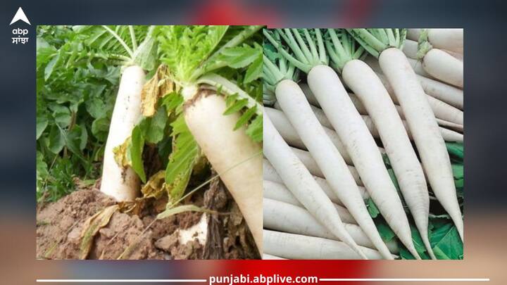 Health News: ਸਰਦੀਆਂ ਵਿੱਚ ਮੂਲੀ ਸਿਹਤ ਨੂੰ ਕਈ ਤਰ੍ਹਾਂ ਨਾਲ ਲਾਭ ਪਹੁੰਚਾਉਂਦੀ ਹੈ। ਇਸ ਨੂੰ ਖਾਣ ਨਾਲ ਇਮਿਊਨਿਟੀ ਮਜ਼ਬੂਤ ​​ਹੁੰਦੀ ਹੈ ਅਤੇ ਸਰਦੀ-ਖਾਂਸੀ ਵਰਗੀਆਂ ਸਮੱਸਿਆਵਾਂ ਤੋਂ ਬਚਿਆ ਜਾ ਸਕਦਾ ਹੈ।