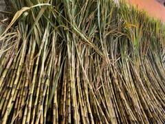 Chhattisgarh News: एकादशी त्योहार पर रायपुर बाजार में छाई रौनक, बिक रहे लाल और सफेद गन्ने, देखें तस्वीरें