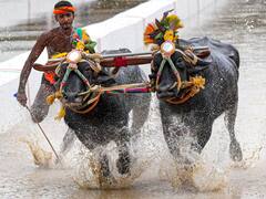 Bengaluru Set To Host 'Kambala' Buffalo Race Over Weekend — IN PICS