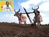 Telangana Election News: 'ఆ లోపే నిధులు విడుదల చేయాలి' - రైతుబంధు నిధుల విడుదలపై ఈసీ కీలక ఆదేశాలు