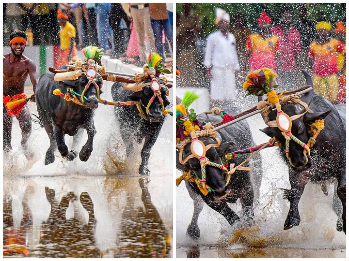 'Kambala' is a race of a pair of buffaloes directed by a jockey. It will be held for the first time in Bengaluru. Kambala is usually organised in coastal Karnataka and certain parts of Kerala.