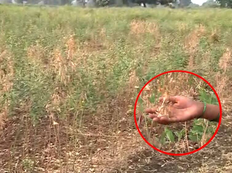 Turmeric crop on 6 lakh hectares in maharashtra is in danger outbreak of late blight fungus disease due to changing environment Buldhana News Buldhana News: बळीराजा पुन्हा संकटात; राज्यातील 6 लाख हेक्टरवरील तूरीचं पीक धोक्यात, बदलत्या वातावरणामुळे रोगाचा प्रादुर्भाव