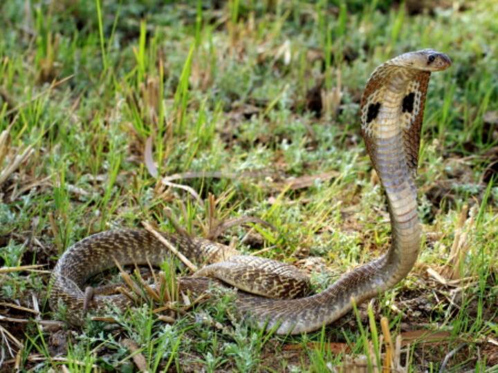 Odisha Ganjam Man Uses Venomous Snake Cobra To Kill Wife Daughter Odisha: Man Kills Wife And Child By Releasing Cobra Into Room, Arrested A Month Later