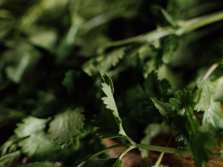 आप घर की छत पर बेहद आसानी से मिर्च उगा सकते हैं. ये एक स्वादिष्ट और पौष्टिक सब्जी है. मिर्च उगाने के लिए धूप और पानी की जरूरत होती है.