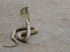 ओडिशा में शख्स ने सो रही पत्नी और बेटी के कमरे में छोड़ा जहरीला कोबरा, काटने से दोनों की मौत, एक महीने बाद हुआ खुलासा